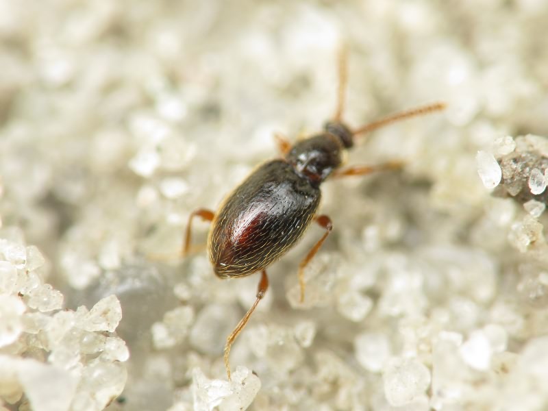 Nevraphes angulatus (Müller & Kunze, 1822)